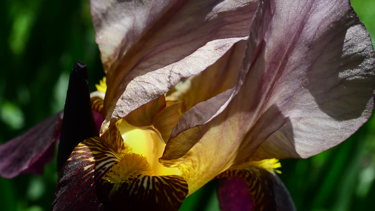 Frühlingsblumen, Makroaufnahme. Irisblume.
