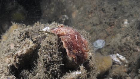 Observación-De-Ciencias-Marinas-De-La-Especie-De-Nudibranquio-Thordisa-Moviéndose-Lentamente-A-Lo-Largo-De-Una-Esponja-De-Coral-Blando