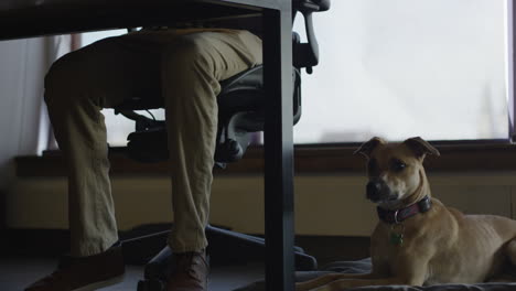 an african american man brings his dog to work at his high tech job