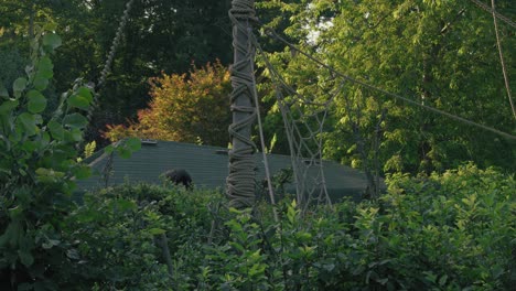 Monkey-climbing-on-ropes-in-a-lush,-green-zoo-enclosure