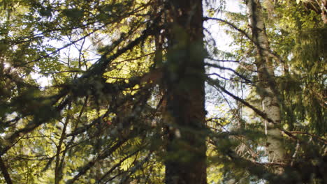 trees in forest on sunny day