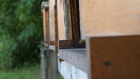 Honigbienenstock,-Wenn-Die-Bienen-Aktiv-Eintreten