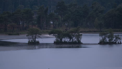 Trees-growing-in-middle-of-lake-in-Kalmthout-heath,-zoom-in-view