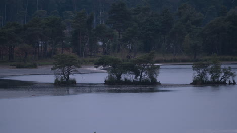 Bäume-Wachsen-Mitten-Im-See-In-Der-Heide-Von-Kalmthout,-Vergrößerte-Ansicht