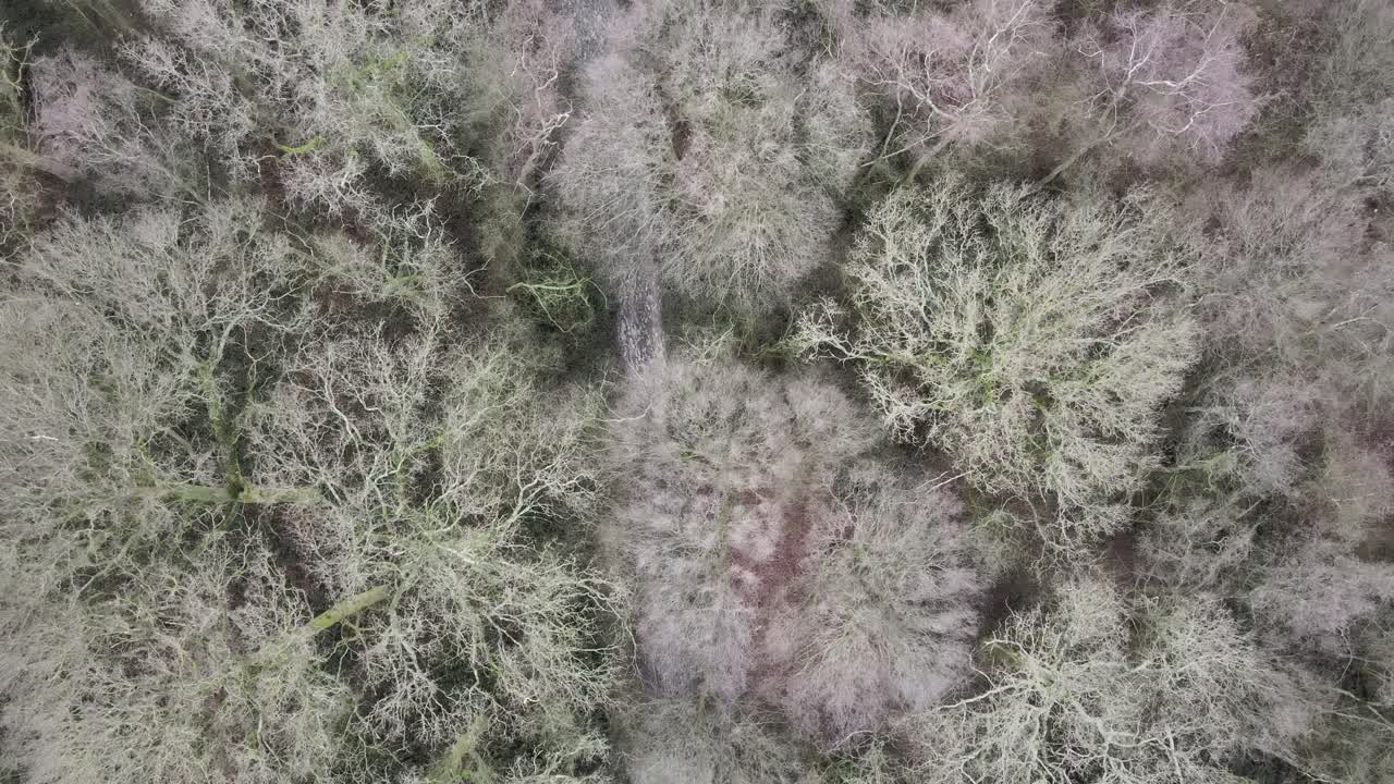 bosque en invierno bosque desnudo aumento drone