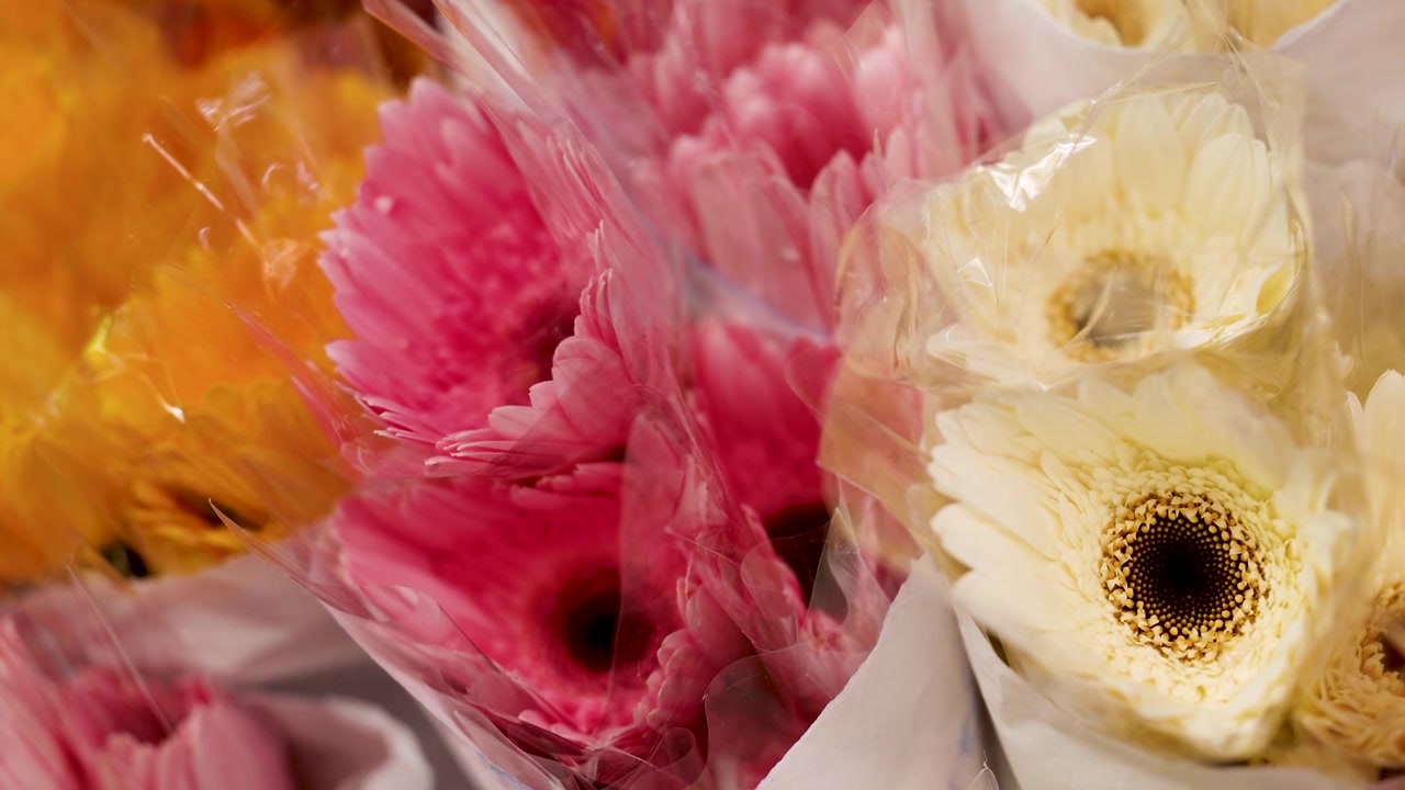 Primo piano a mano libera di gerbere rosa e bianche avvolte nella plastica al mercato.