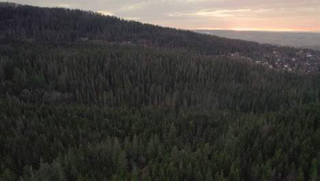 evergreen forest with dense coniferous near holmenkollbakken in oslo, norway. aerial view