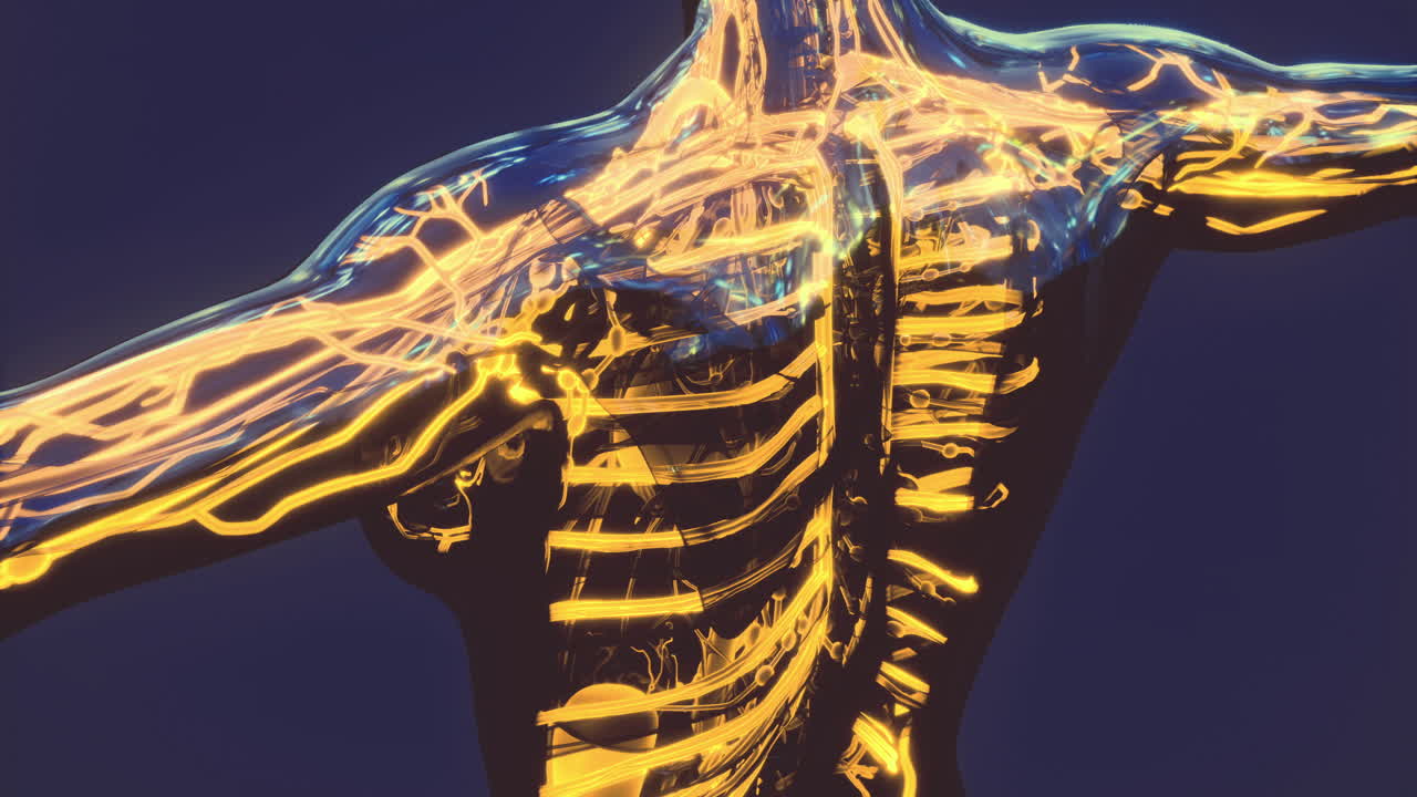 Detailed representation of blood vessels highlighting veins and arteries