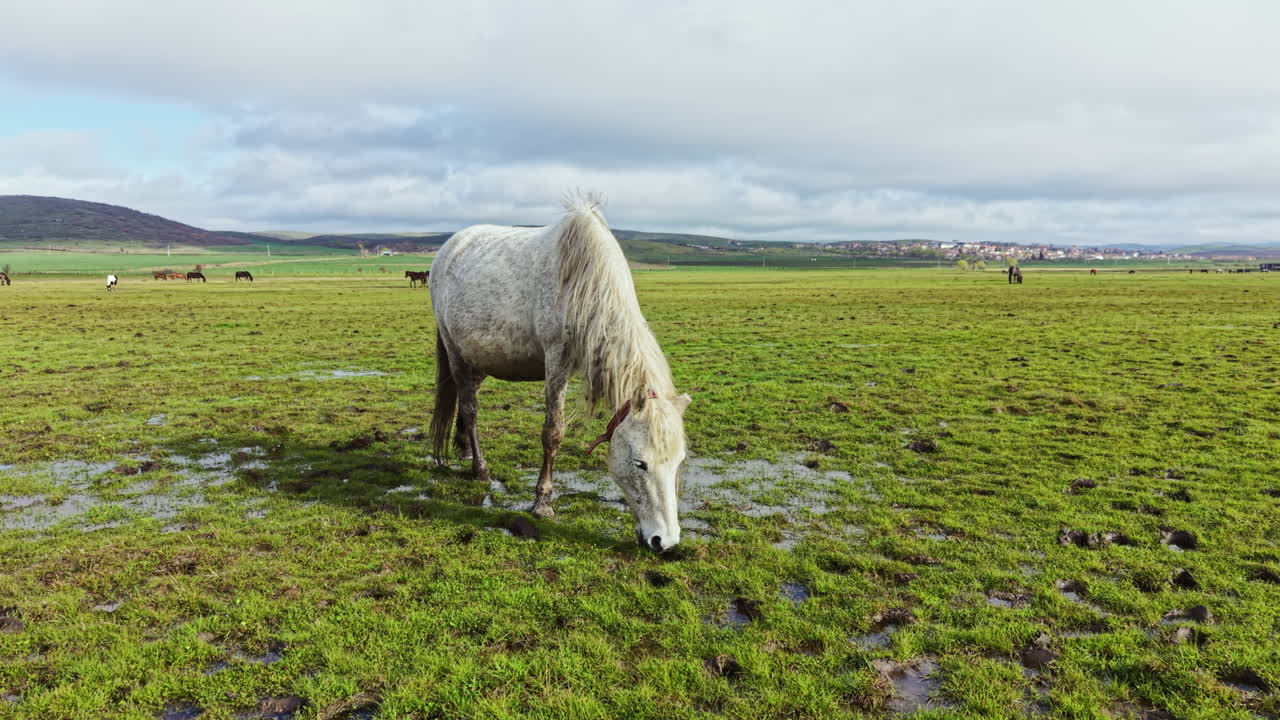 Pferd weidet auf grüner Wiese unter bewölktem Himmel in ländlicher Gegend tagsüber in der Nähe einer Kleinstadt in der Ferne mit anderen Tieren auf dem Land.