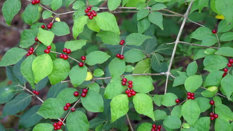 honeysuckle bush laden with red berries