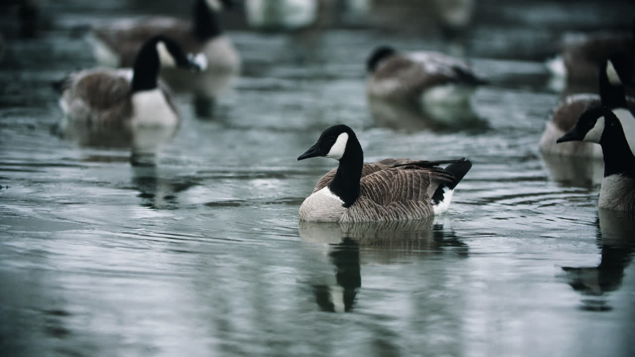 grupo de gansos canadienses salvajes nadando en agua fría del lago