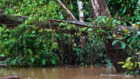 fallen tree trunk in the rainforest lake of sabah, malaysia. zoom in shot