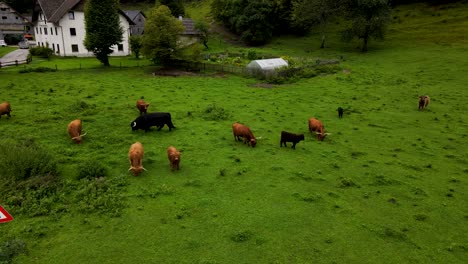 slovenia highland cattle aerial drone 1.mp4