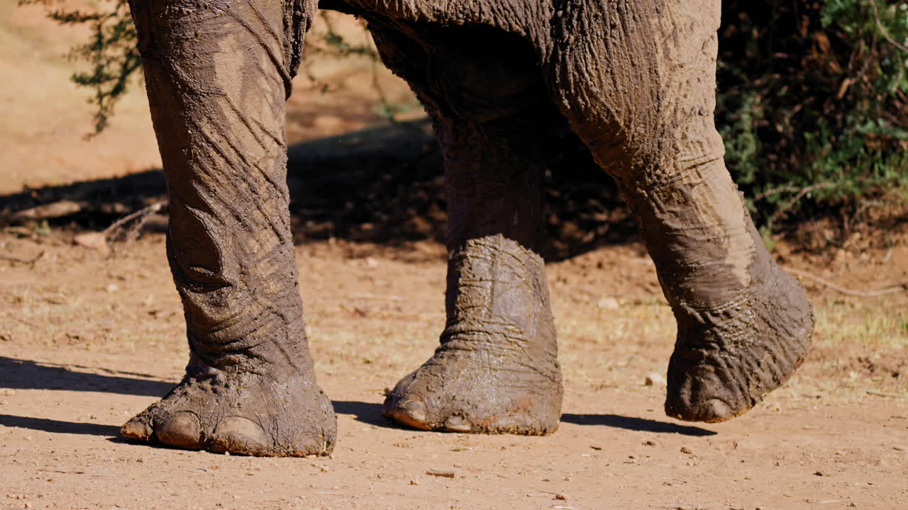 Elephant Legs and Feet