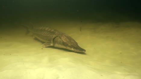 gulf sturgeon on sandy riverbed