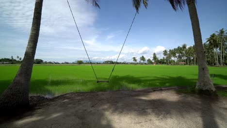 El-Swing-Se-Mueve-En-La-Plantación-De-Cocos.