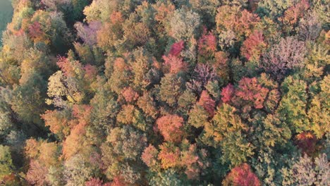 Luftaufnahme-Eines-Waldes-In-Schönen-Herbstfarben