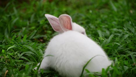 cute and cuddly albino bunny rabbit baby on the grass field, got red eyes and long eyelashes, long ears up, light passing through the long ears and pink veins clearly visible