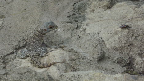 Toma-En-Cámara-Lenta-De-Lagarto-De-Cola-Espinosa-Alimentándose-De-Hormiga-En-Suelo-Rocoso-En-Madagascar