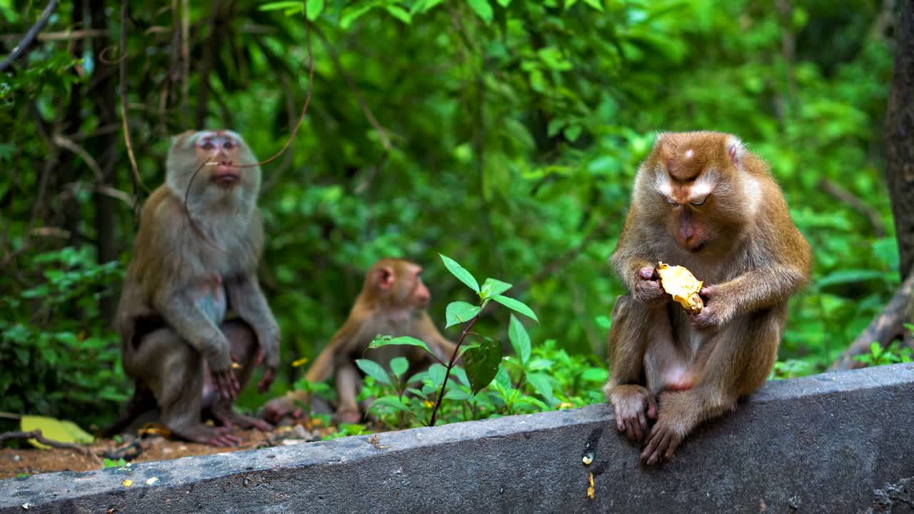 los monos salvajes en condiciones naturales. comen plátanos y nueces. asia tailandia. montaña de monos