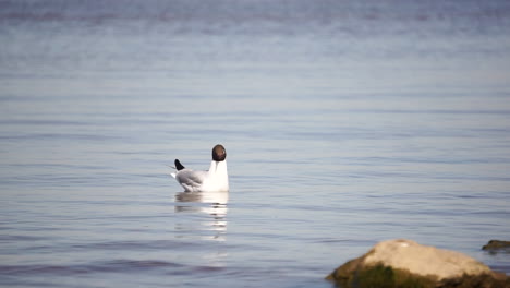 gaviota en el agua