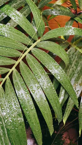 close-up of wet palm leaves