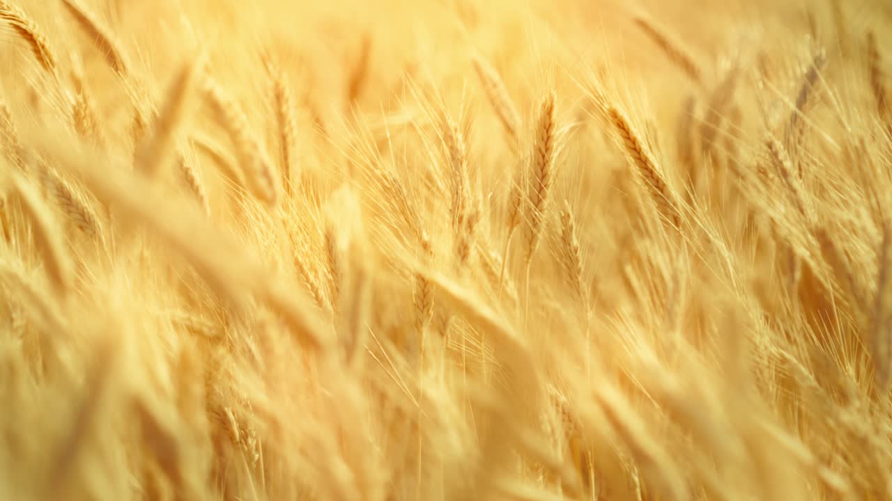 A truly cinematic shot of golden wheat swaying in the summer breeze, bathed in warm sunlight. Captures the peaceful, abundant beauty of nature