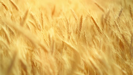 a truly cinematic shot of golden wheat swaying in the summer breeze, bathed in warm sunlight. captures the peaceful, abundant beauty of nature