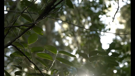 Close-up-of-leaves-on-the-trees