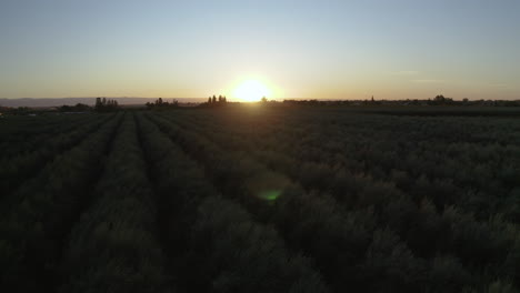 golden sunset over a tranquil field