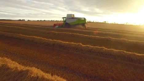 Drone-footage-of-golden-fields-and-combine-harvester