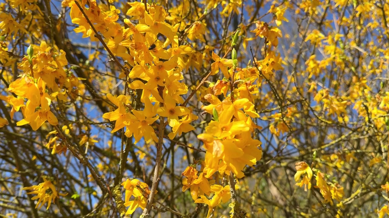 Flores de forsythia amarelo brilhante balançando ao vento contra um céu azul claro num dia ensolarado