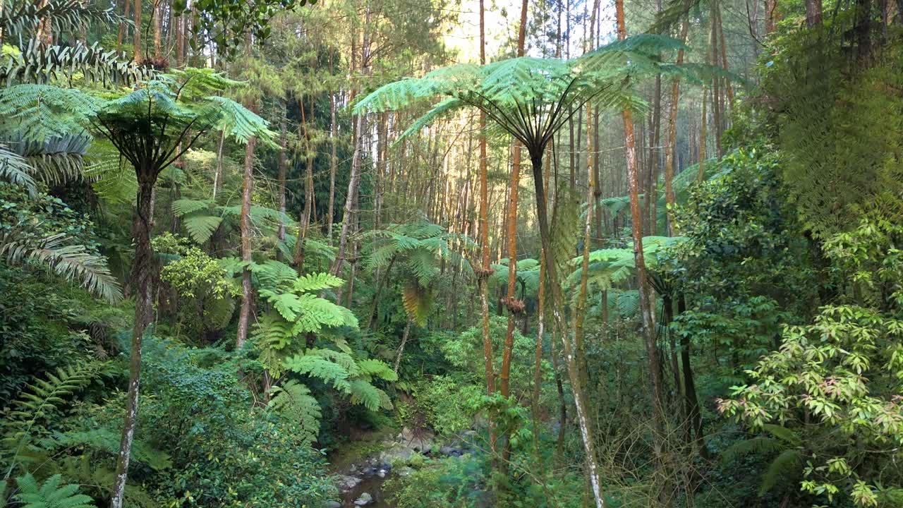 Drone flying trough scenic jungle landscape featuring giant ferns, exotic plants, and sunlight filtering through the trees