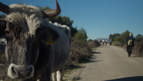 cow in dubrovnik (fort imperial) - croatia - close up 04