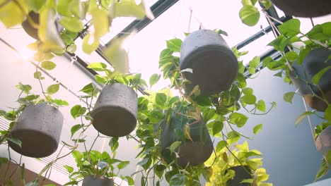 hanging plants under skylight: natural beauty in indoor setting in slow motion