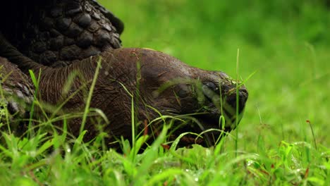 a close up shot of a wild western santa cruz tortoise eating grass in the galápagos islands