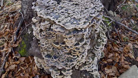 Gekritzeltes-Holz.-Wildholzpilze.-Buchenwald-Im-Herbst