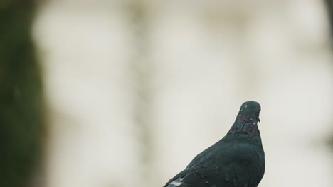 black pigeon flying away isolated against blurry background