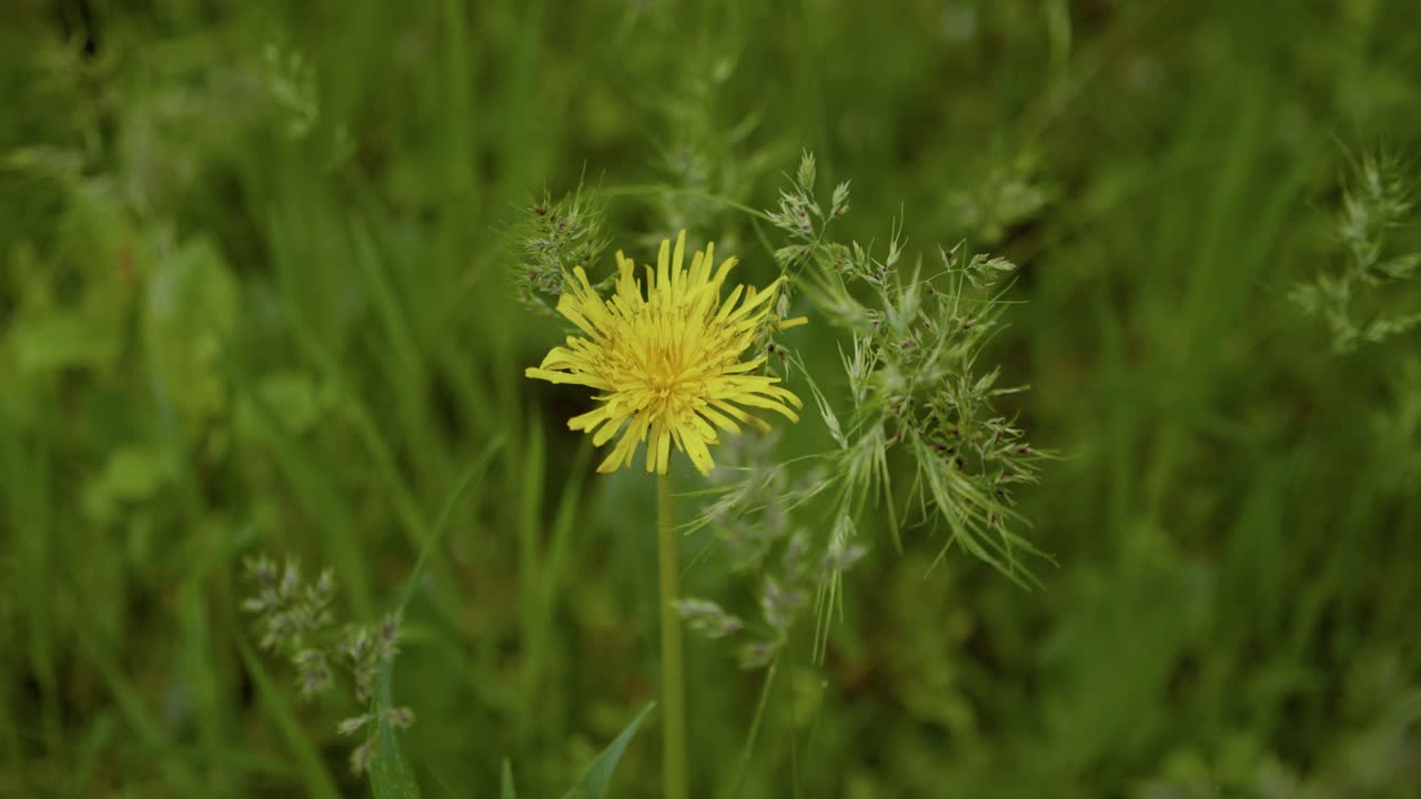 Yellow dandelion flower and green grass. Macro moving shot