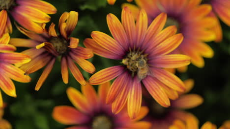 Birds-eye-view-of-a-honey-bee-collecting-pollen-amongst-orange-flowers