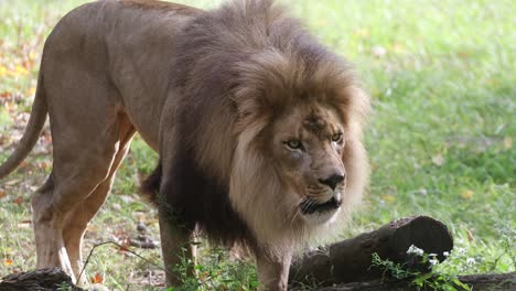 closeup slow motion video of an intimidating male lion walking towards the camera and then growling