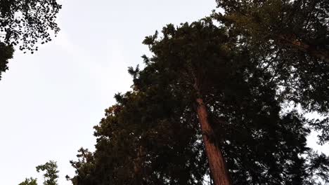 Panning down from a super tall pine tree in the forest in Heidelberg Germany