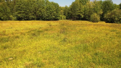 protected wildlife area, green meadow and forest