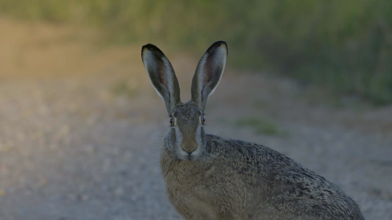Wild hare running and eating on the road slow motion with big eyes