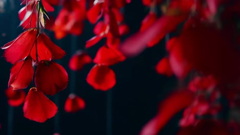 red rose petals arrangement