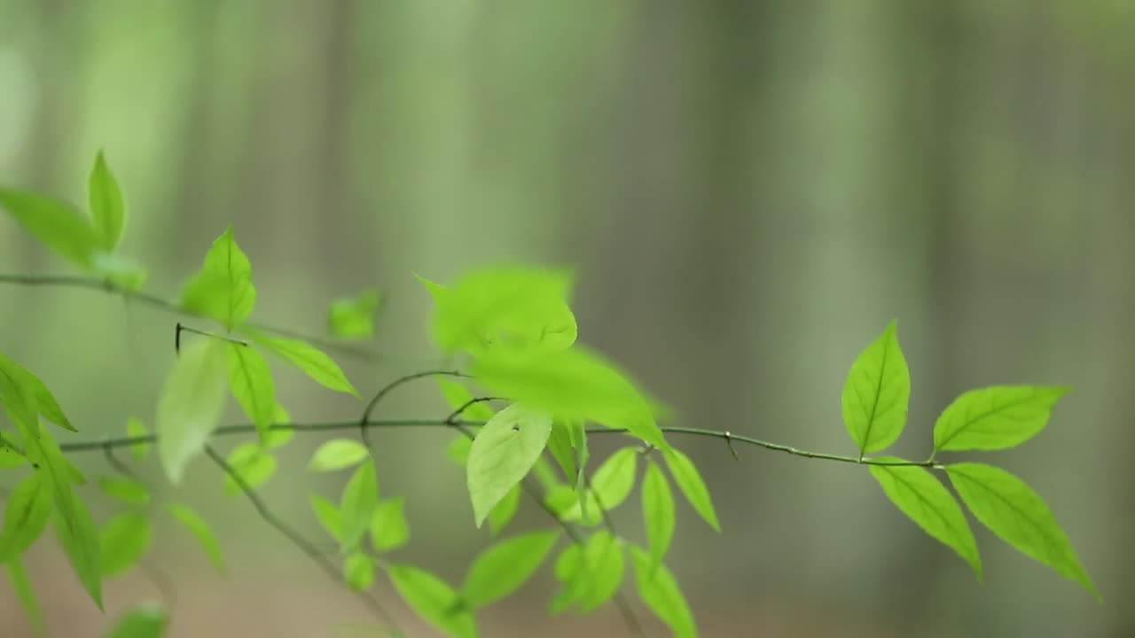 Young Woman Walks In Forest. Young woman in long red dress walks in forest