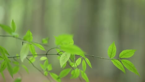 young woman walks in forest. young woman in long red dress walks in forest