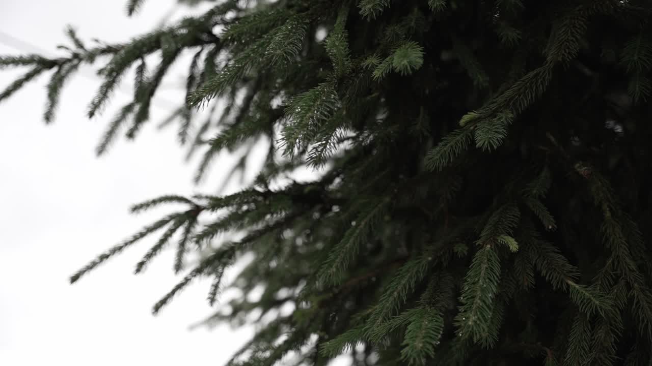 close up pine tree branches with snow in background