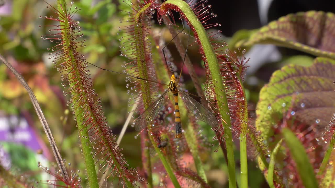Yellow Crane Fly Resting On Wild Plant - Close Up