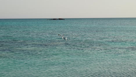 Möwe-Fliegt-Dicht-über-Die-Zeitlupe-Des-Ozeans-Und-Landet-Auf-Dem-Wunderschönen-Blauen-Meerwasser